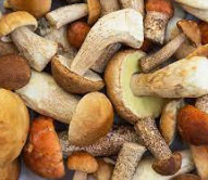 Setas porcini, hongos con proteína